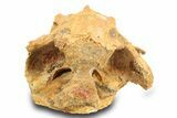 Fossil Bony Fish (Palaeonotopterus) Skull w/ Mouth Plate -Morocco #300002-2